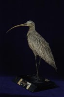 藏品(黦鷸)的圖片